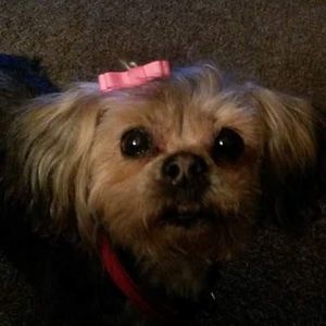 Meet your Posher, Sherry